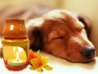 aromaterapia-cane